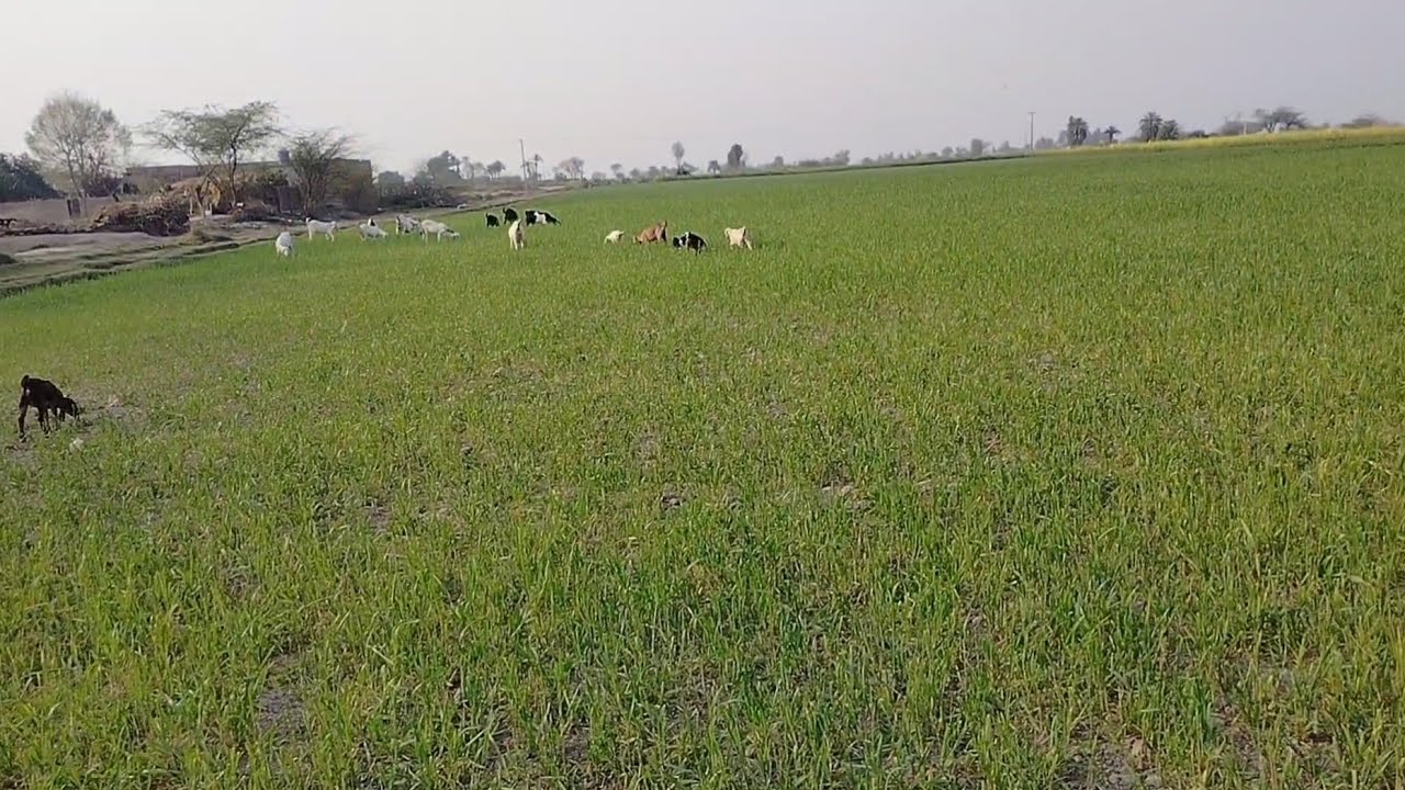 Goats in the Field #mewati #minivlog #mewativideo #villagelife 