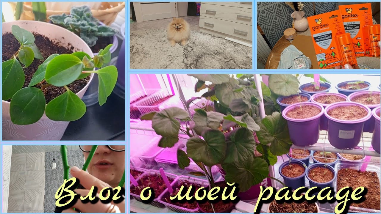 Домашний влог: как развивается моя рассада/покупки на WB/домашние дела 