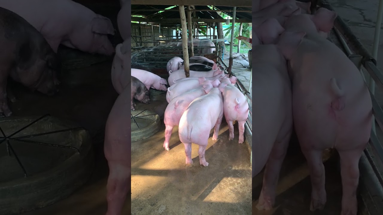 Incredible Pig Farming, Clean and Feeding