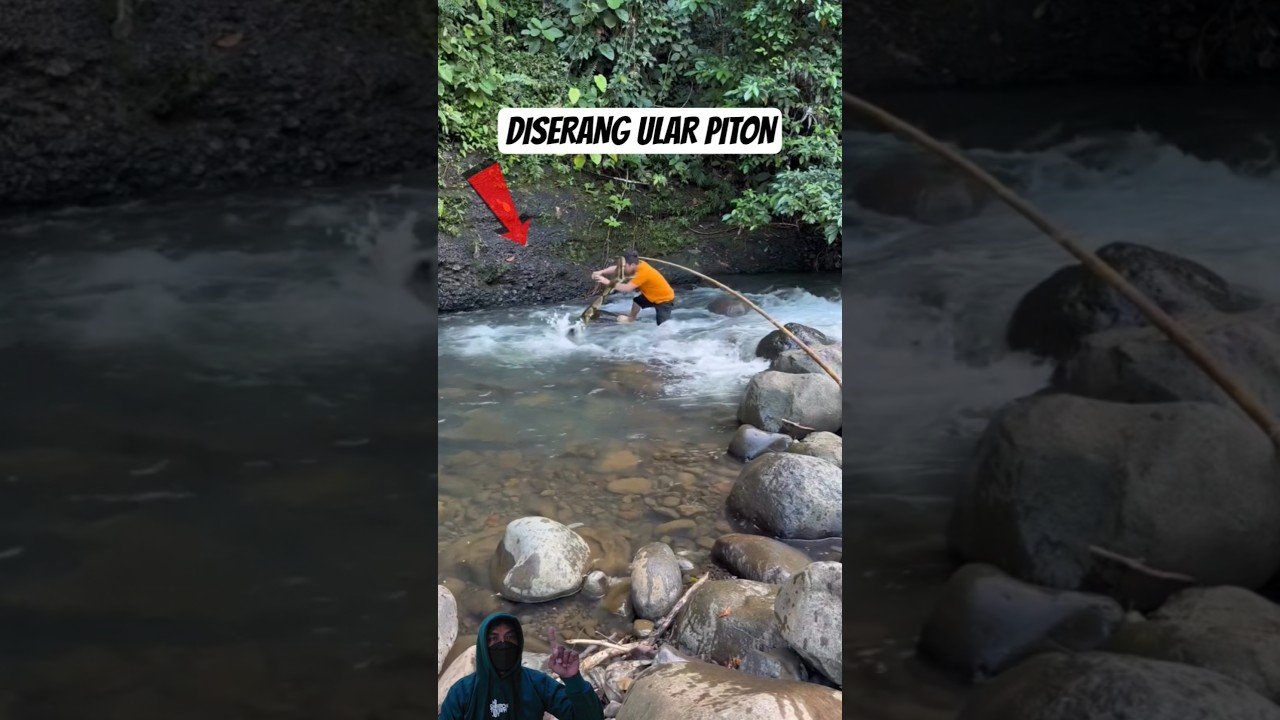 Mengerikan! Detik Detik Seorang Pria Diser4ng Ular Piton Saat Lagi Mancing Ikan Disungai