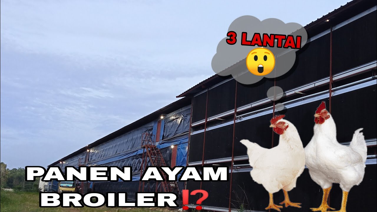 cara panen AYAM BROILER | close house pantesan cepet⁉️