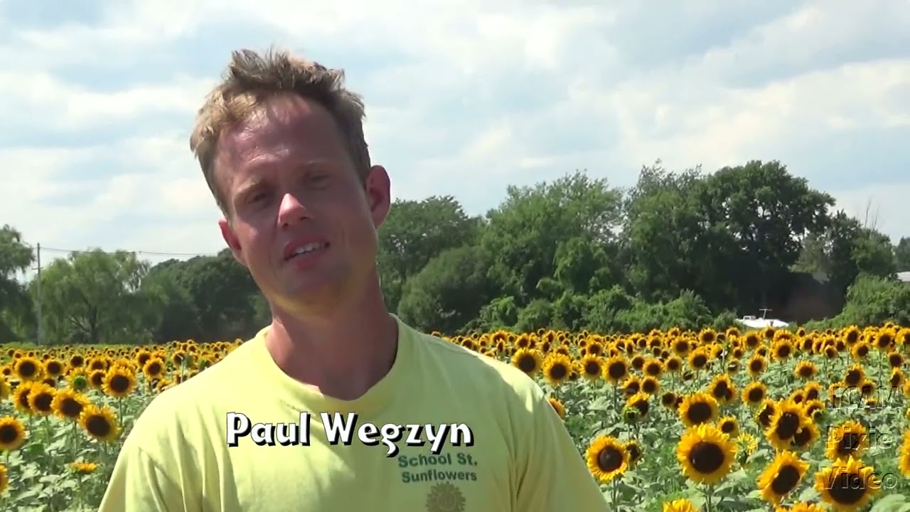 Let's Visit Paul Wegzyn's Sunflowers