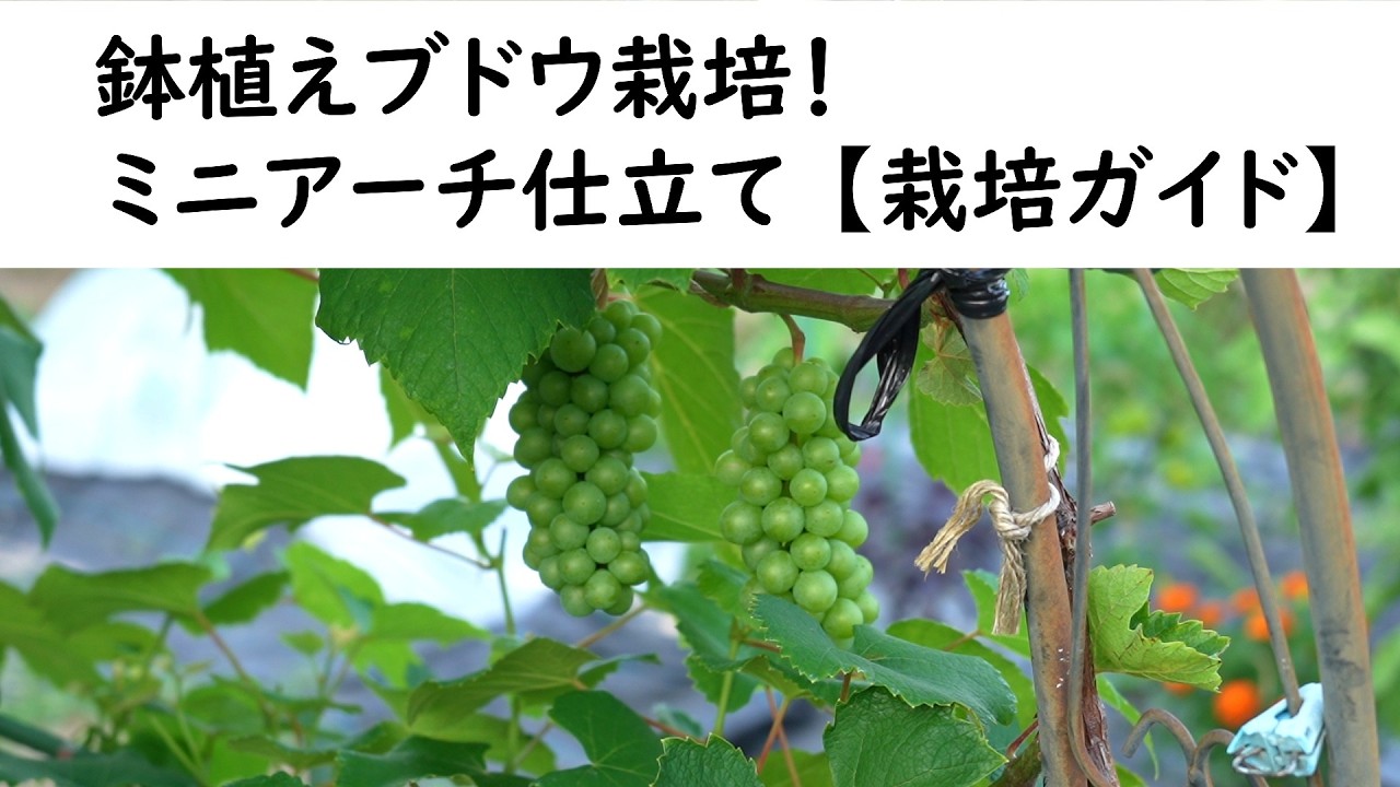 Ground Grape Cultivation - Arch Training [Training Guide]