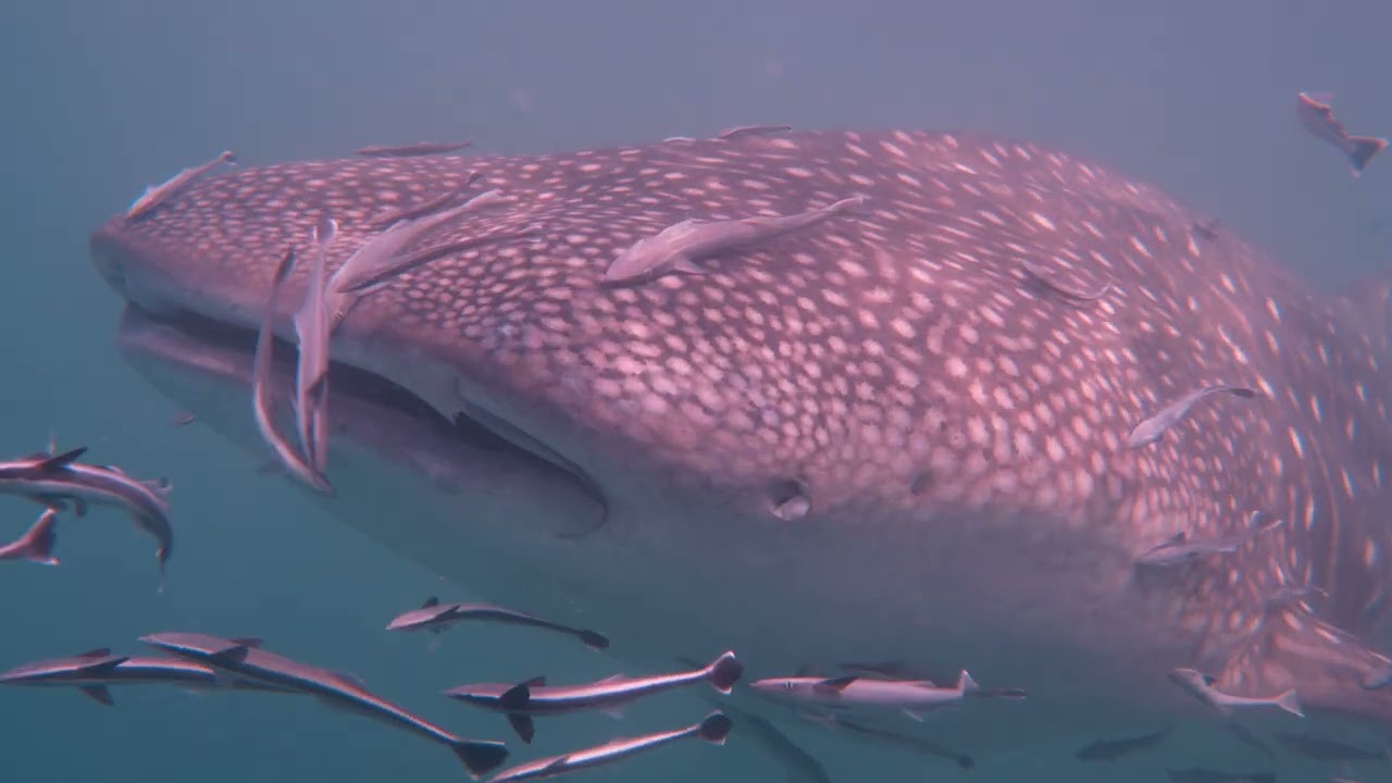 WHALE SHARK - THAILAND - SAIL ROCK - KOH PHANGAN - 4K