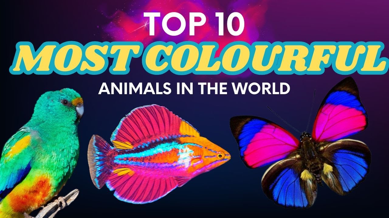 TOP 10 Most Colourful Animals