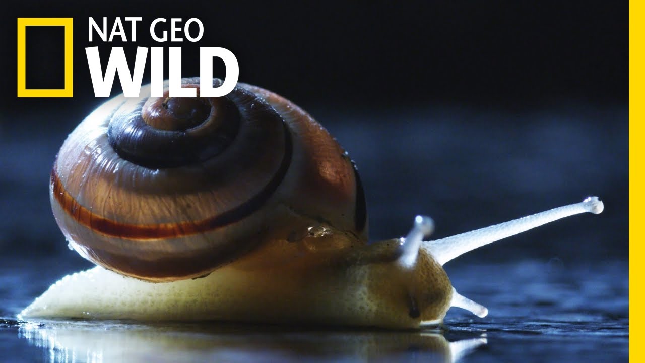 Spiral | WILDxRED
