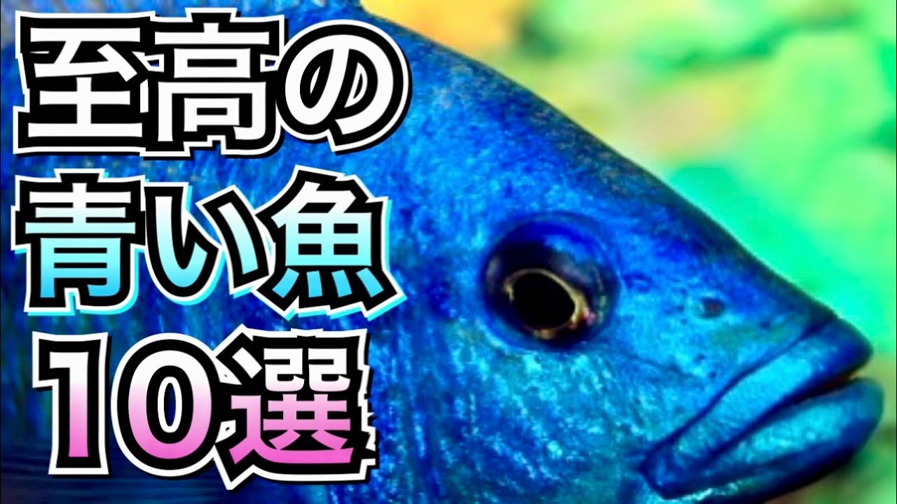 王道から珍しいコまでご紹介 青い淡水魚10選【熱帯魚 水槽】