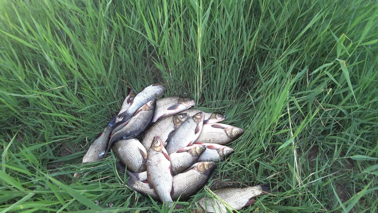 4,5 кг язь аулау. 4,5 кг язи на вертушки. Рыбалка Казахстан 2022. Рыбалка Астана 2022.