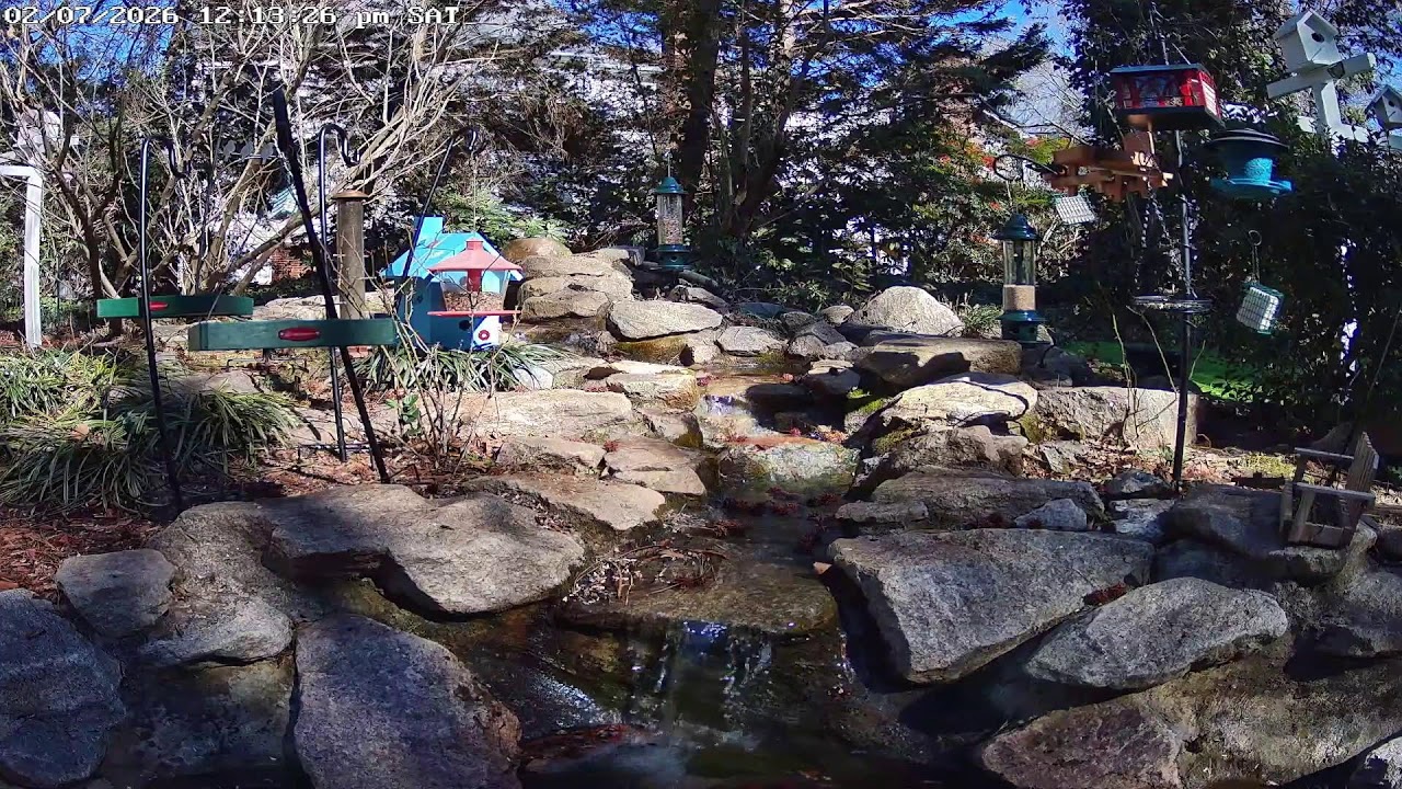Invasion of the Birds!! | Eating and Drinking | Live Bird and Pond Cam
