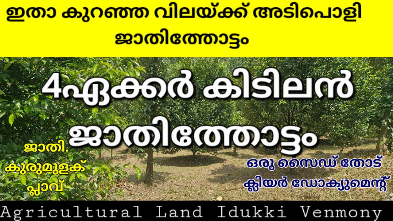 SOLD OUT..........ഇതാ ഒരു സൂപ്പർ ജാതിത്തോട്ടം കുറഞ്ഞ വിലയ്ക്ക്. 4ഏക്കർ ജാതിത്തോട്ടം ഷീറ്റ് വീടും.ഒ
