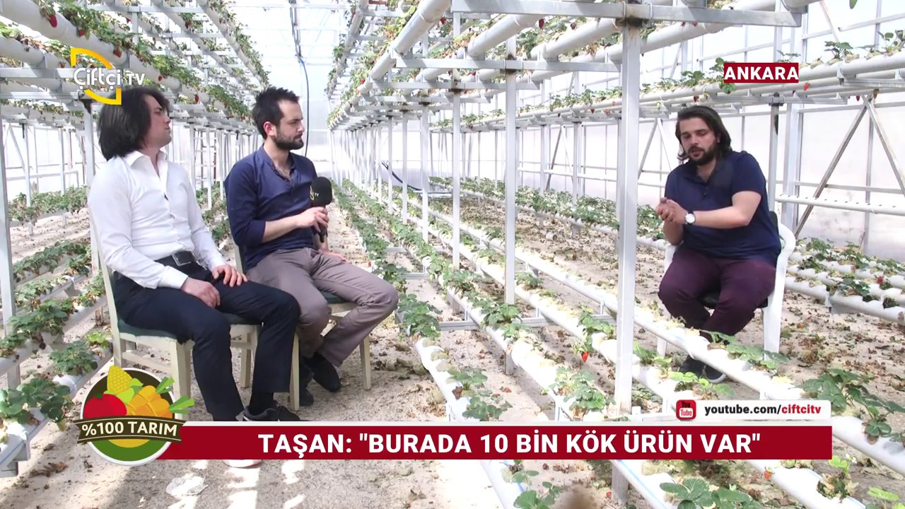 Çilek Fidesi Alırken Nelere Dikkat Etmeliyiz? - % 100 Tarım / Çiftçi TV