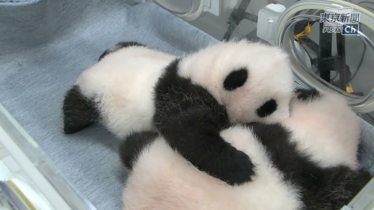 モフモフ、すくすく…じゃれあう双子のジャイアントパンダ 　生後２カ月