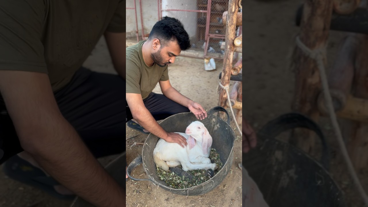 Beautiful Goat | Bakra | Eid Ul Adha #mandi #goat #eiduladha #sunnah #hajj #animals #animallover