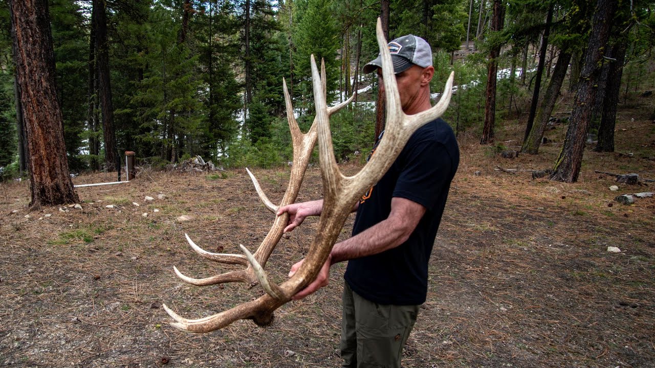 CONTEST!!! Scoring and Weighing Shed Elk Antlers