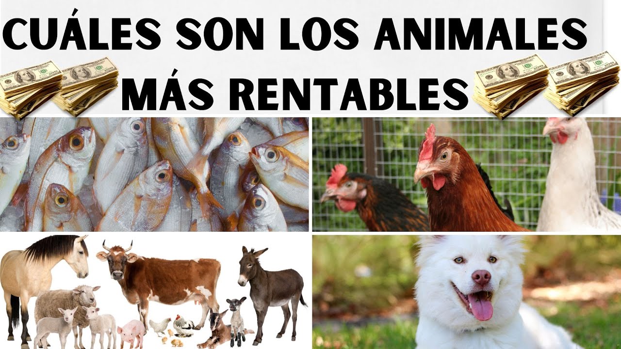 📢🤑Cu&aacute;les Son Los Animales M&aacute;s Rentables 2023🤑📢