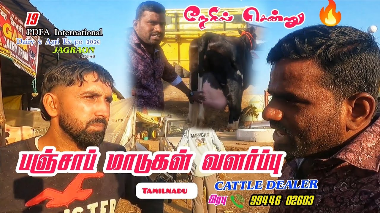பஞ்சாப் மாடுகள் வளர்ப்பு #tn24_sakthi_vlogs #cow 