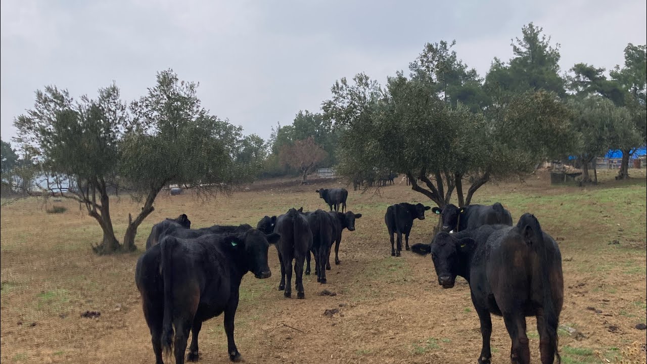 Anguslar alanı tamamen bitirdi #angus 