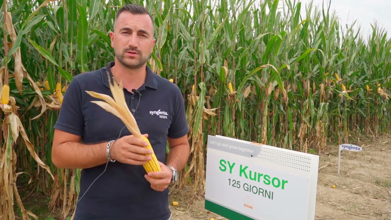 Presentazione ibridi di mais Syngenta - Pignatelli Day 01/09/2023