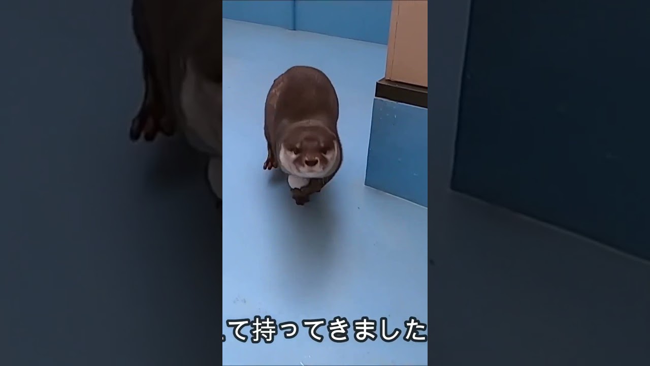 Soothing male otter Ren-kun enjoying his meal ('ω') (Ise Sea Paradise/Aquarium) 