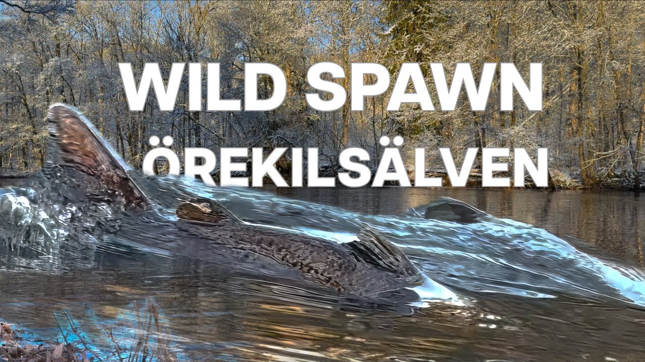 WILD Salmon Spawn in Örekilsälven River
