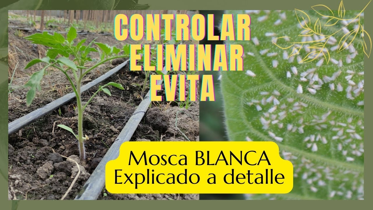 Todo Sobre MOSCA BLANCA | CONTROL EN HORTALIZAS