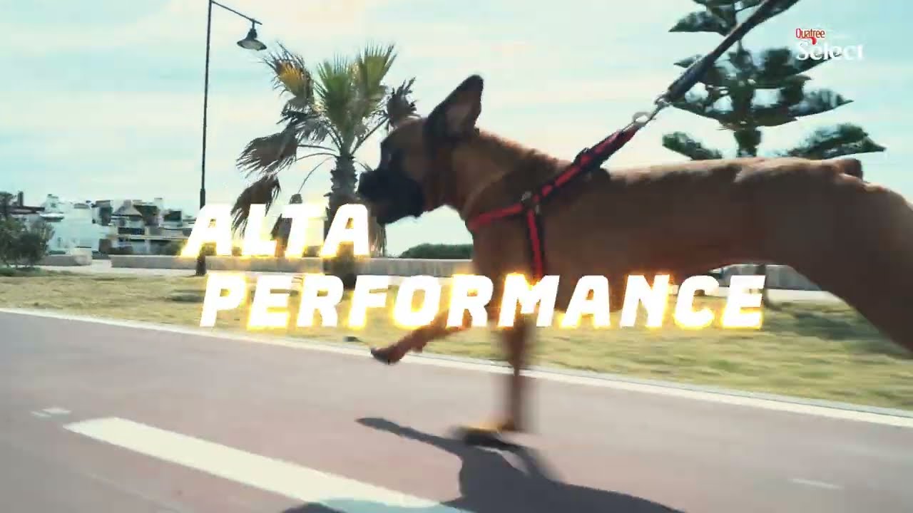 Quatree Select Power: para cães de alta performance!