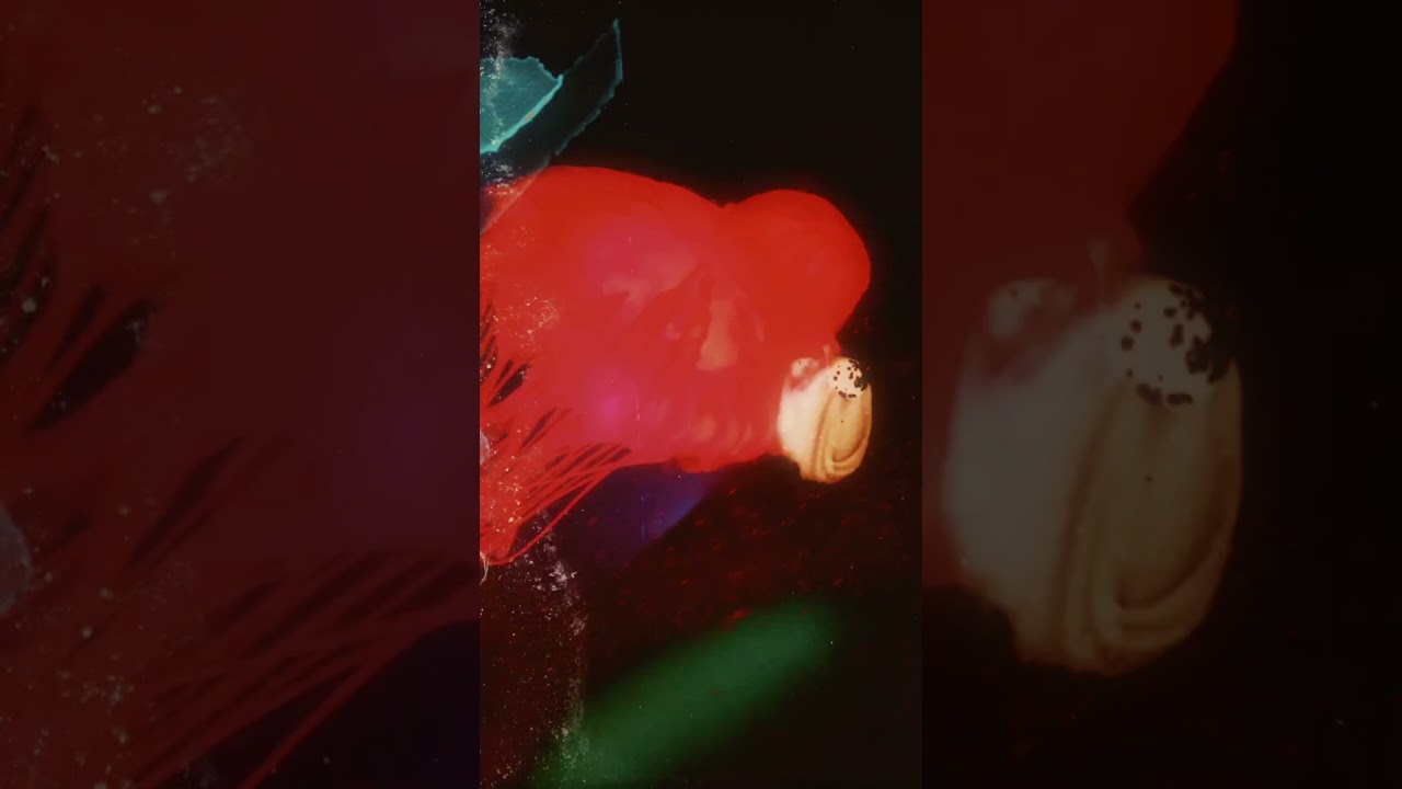 Octopuses have soft bodies and eight arms with suction cups.They are highly intelligent.