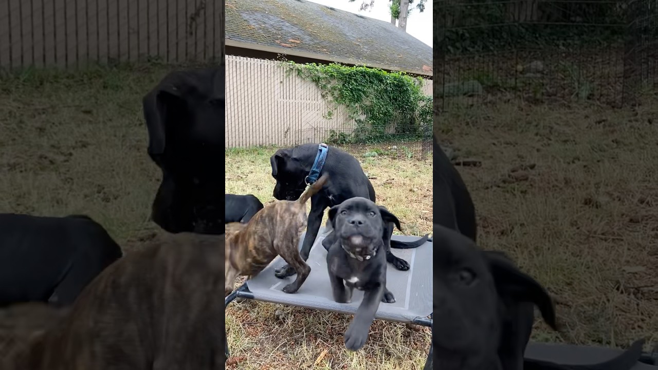 Dog Communication (watch what Kumara says🦁) #awakenedk9 #puppy #dogcommunication #dogrescue #shorts