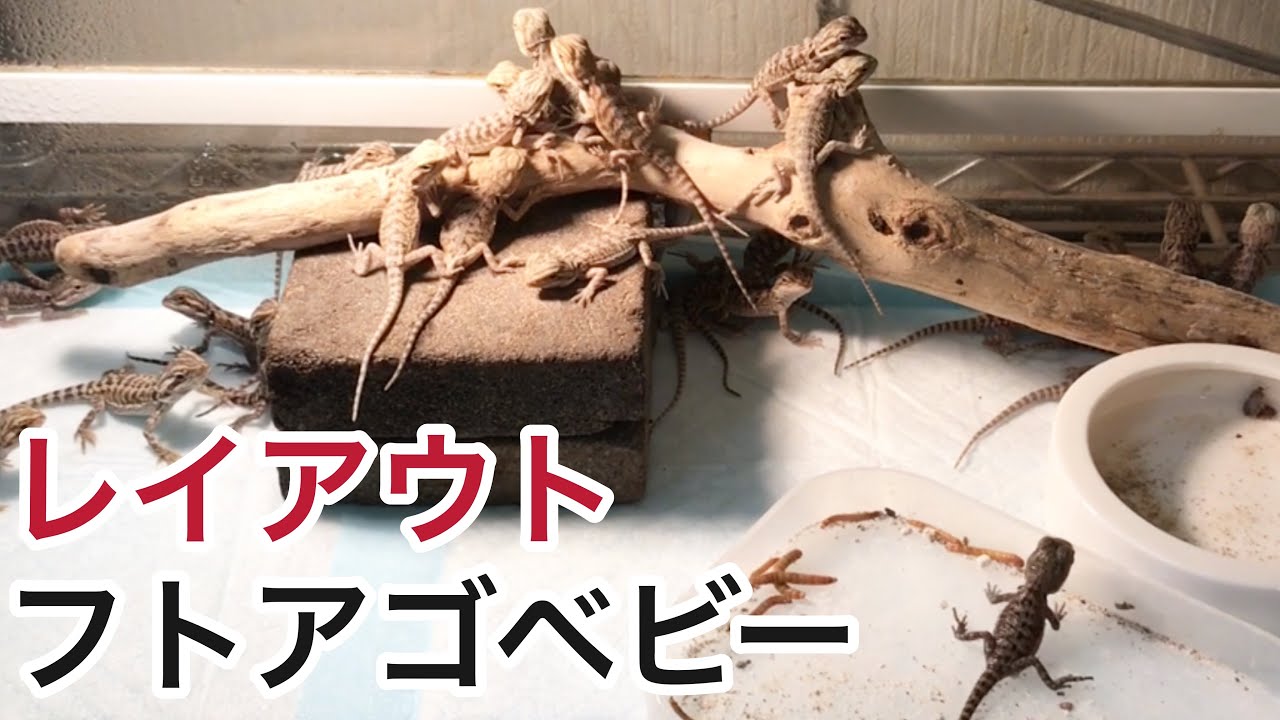 フトアゴヒゲトカゲ のベビーのレイアウト