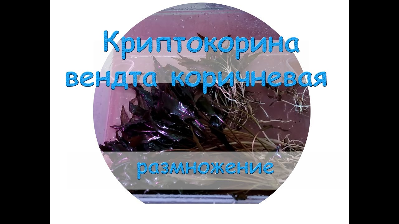 Криптокорина вендта коричневая размножение