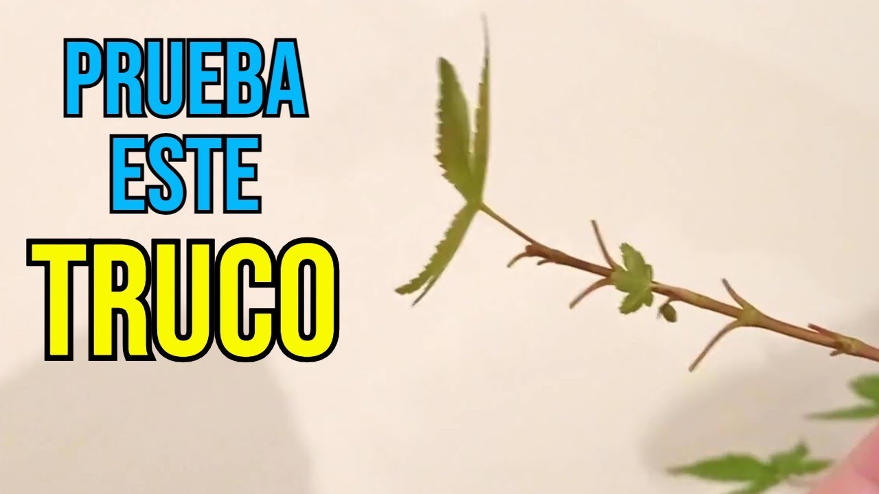 Cómo sacar el Máximo rendimiento a tu Bonsái - Arce Palmatum