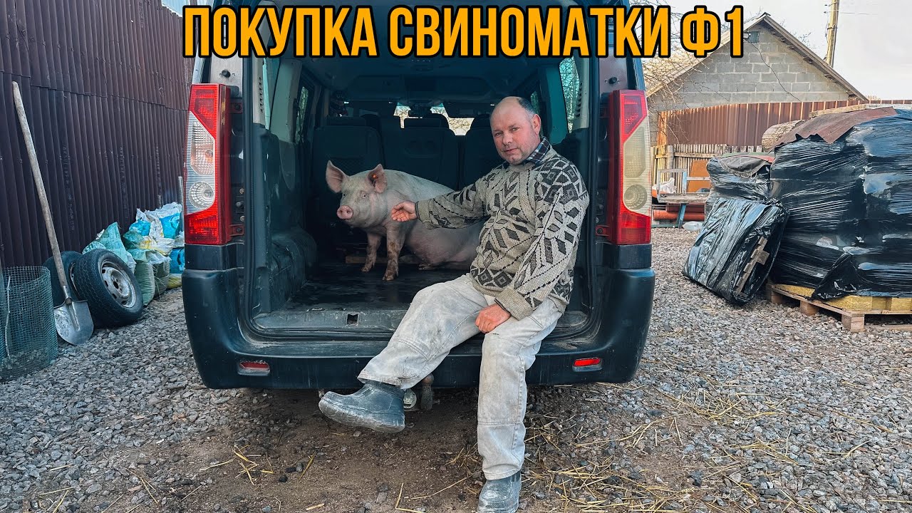 Купили Нову Свиноматку Ф1 на Господарство🐽