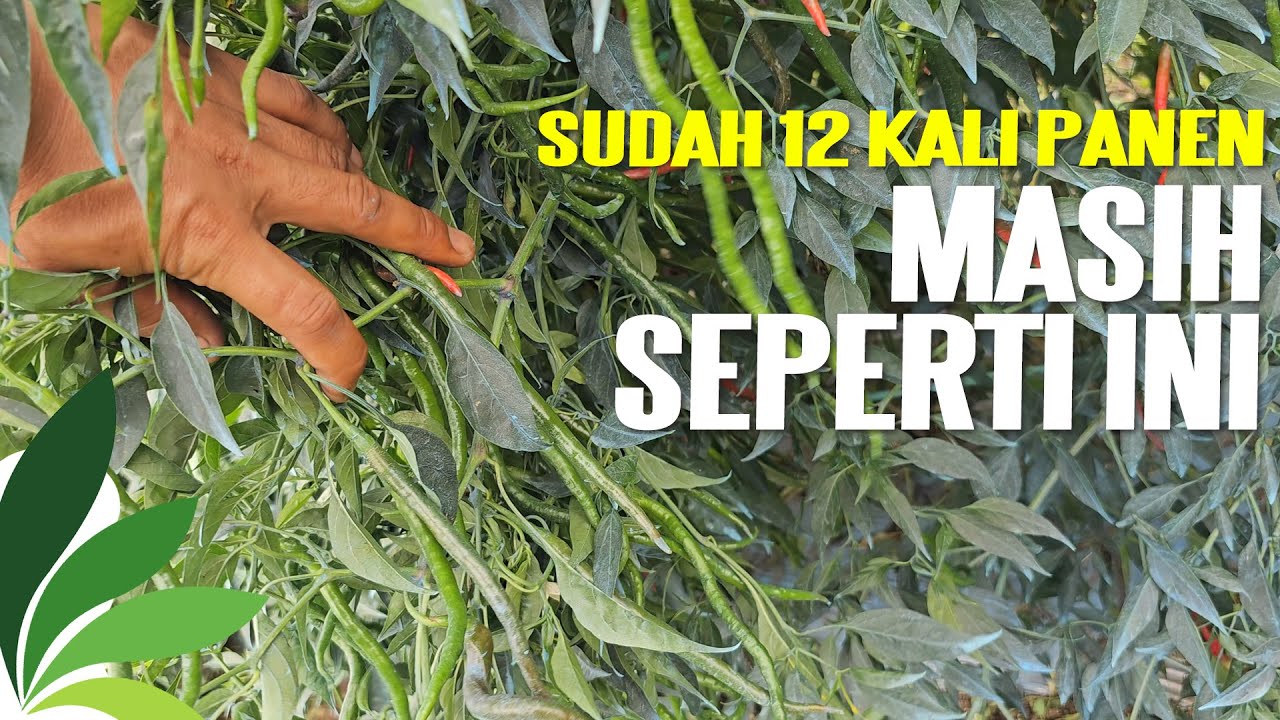 SUDAH 12 KALI PANEN, MASIH MARGURATAK | Manogi Situmorang