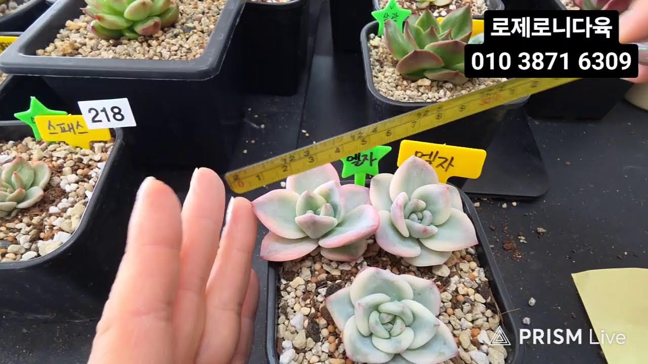 로제로니다육 #파라오#아웃사이더#앙#자주꽃동#신호등#적토마##힐링타임 함께해요 ♡