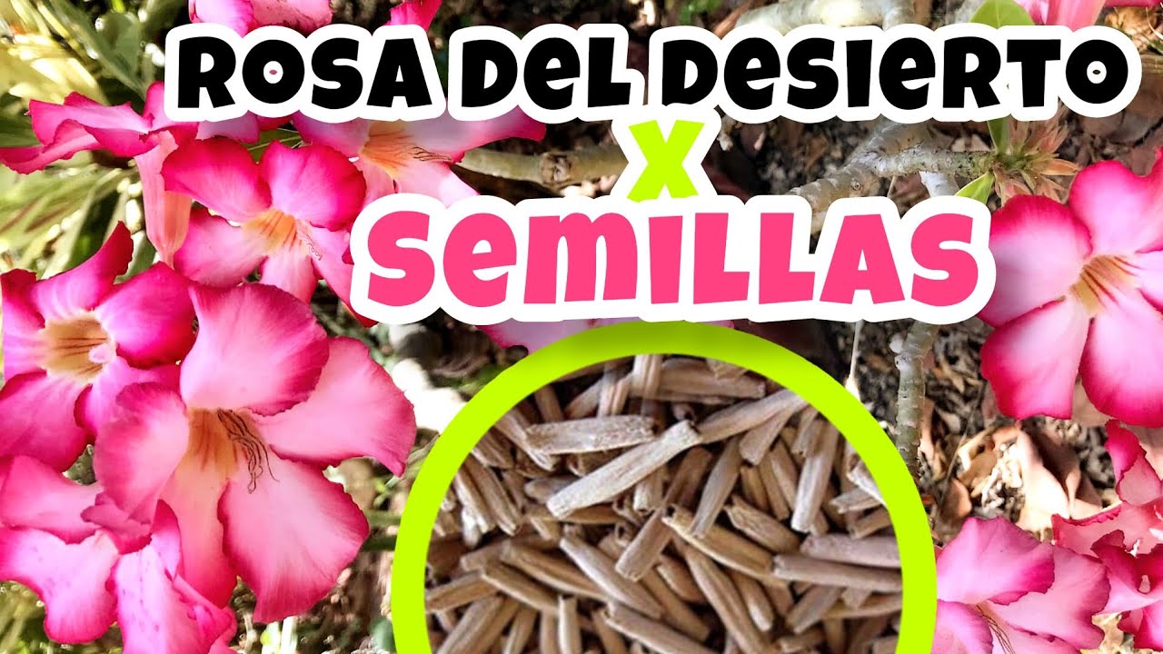 Cómo reproducir ROSAS DEL DESIERTO por semillas PASO A PASO