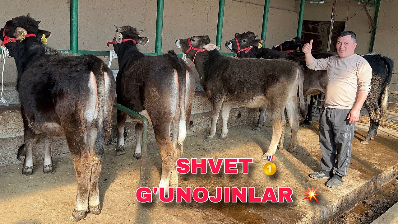GERMANY 🇩🇪 SHVET 🥇G'UNOJINLAR || 💥ARZONCHI AKADAN YANGISI ✅