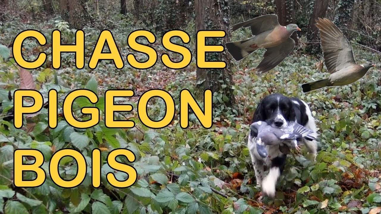 Chasse de la palombe au bois
