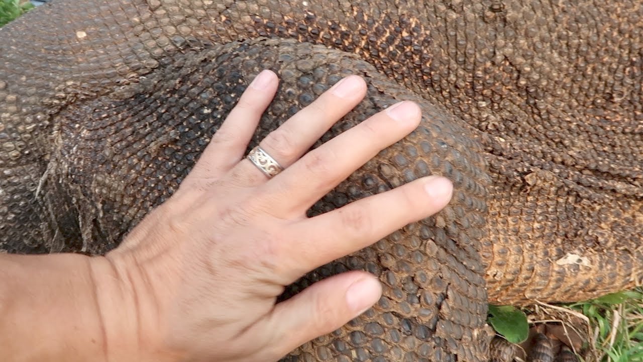 I PET A KOMODO DRAGON!