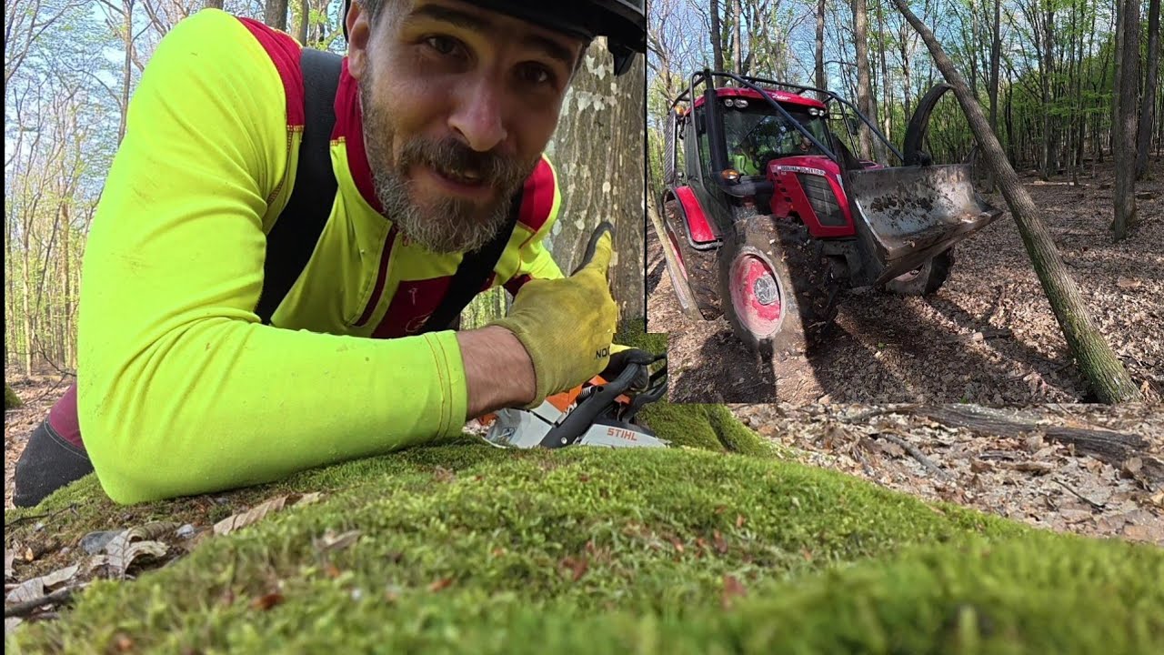 Не всегда все идет гладко, Лесозаготовки и много висящих деревьев, Amles, Stihl ms 400.1 C-M