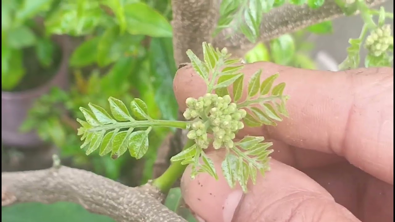 क्या आपको भी अपना कड़ी पत्ता घना, और मज़बूत, सुंदर चाहिए, तो ये तीन काम जरूर करें।#Garden#plants#