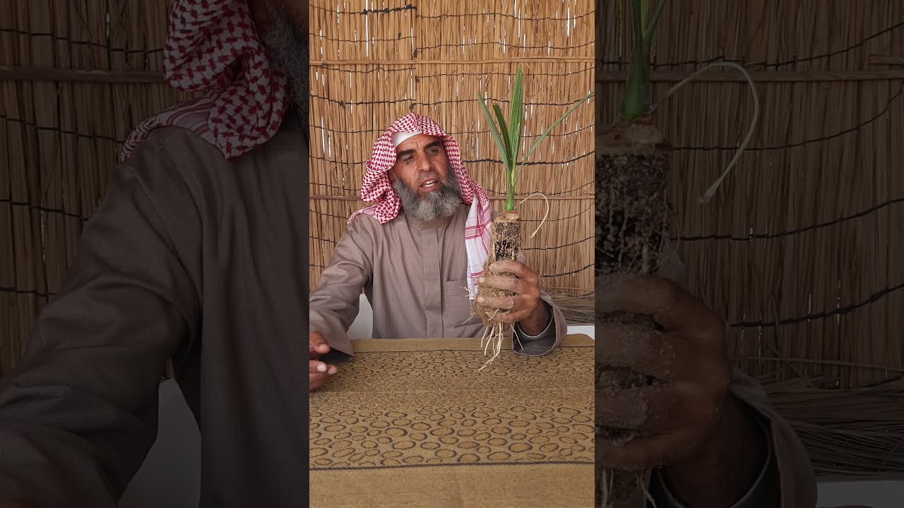 النخيل النسيجي ما قبل الزراعة  2021Pre-planting tissue