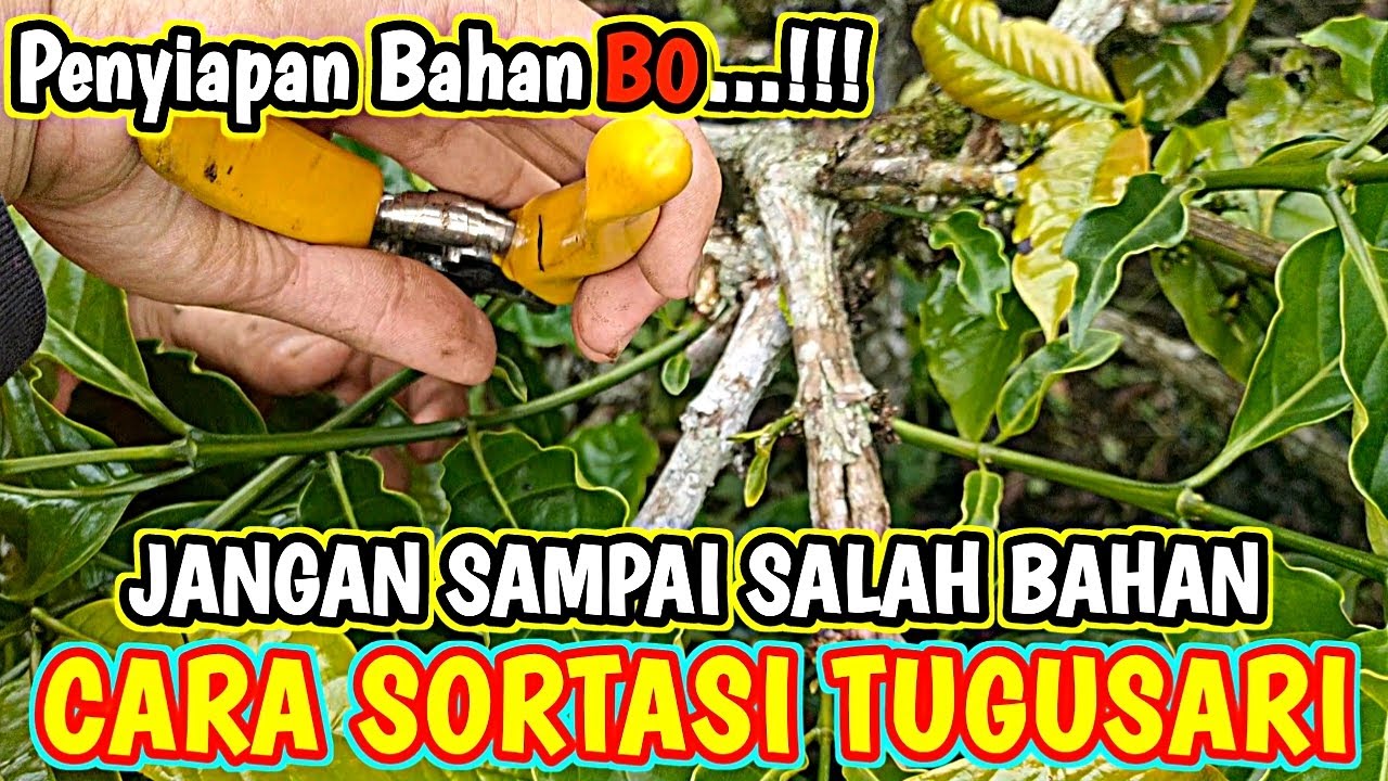 CARA SORTASI TUNAS KIPAS TUGUSARI BAHAN B0...!!!
