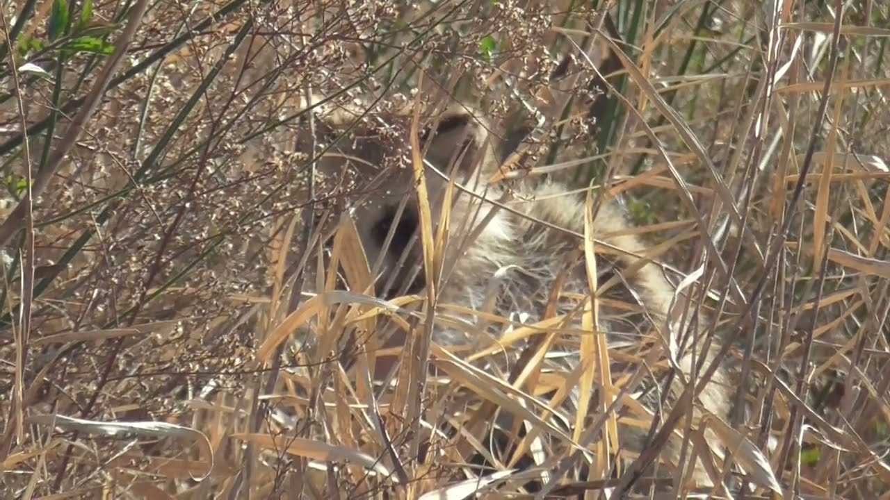 Y0063　Oita River　Warm Day　Raccoon Dog　Part 1