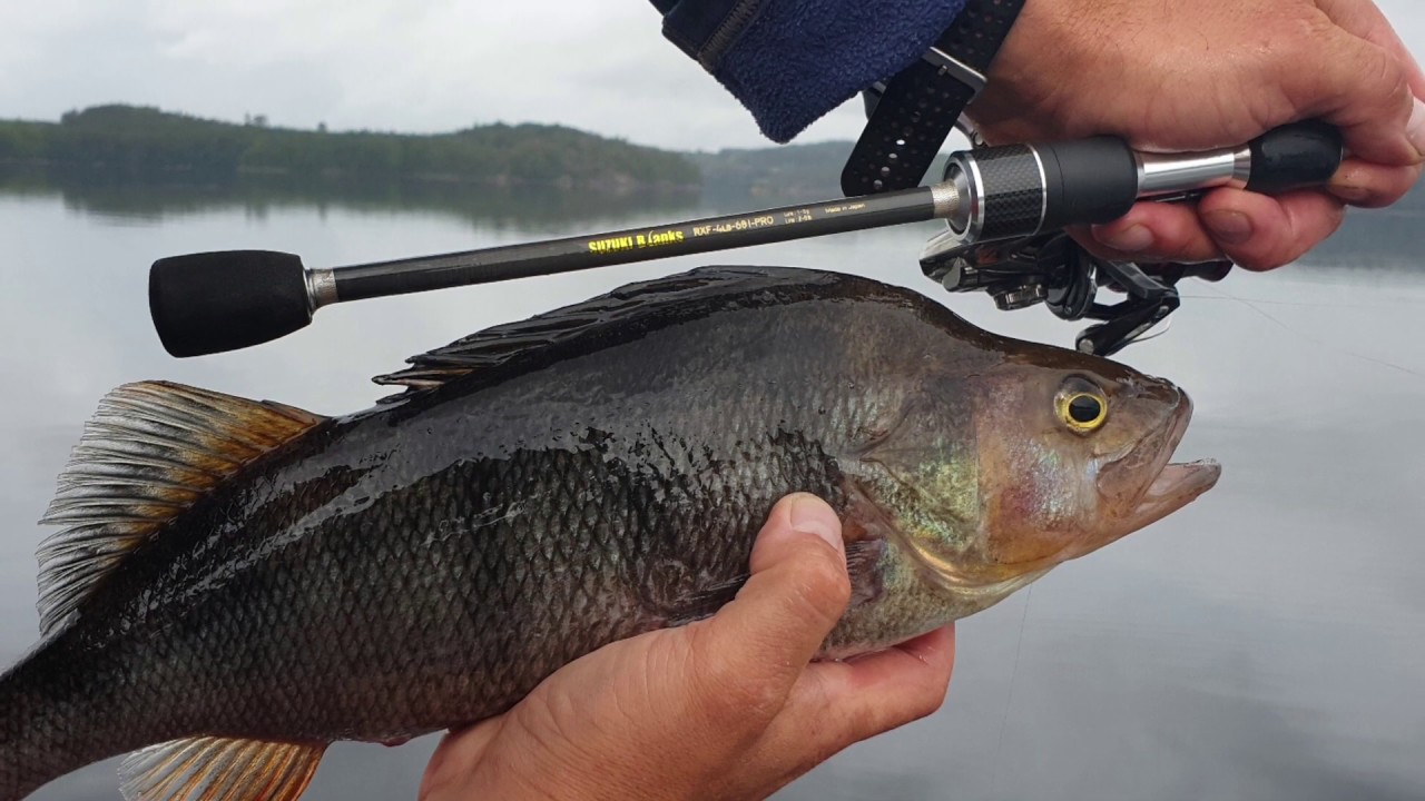 Blank okoniowy  Suzuki RXF -4LB -68I- PRO