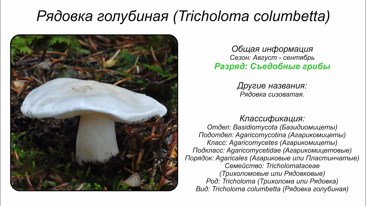 Рядовка голубиная (Tricholoma columbetta)