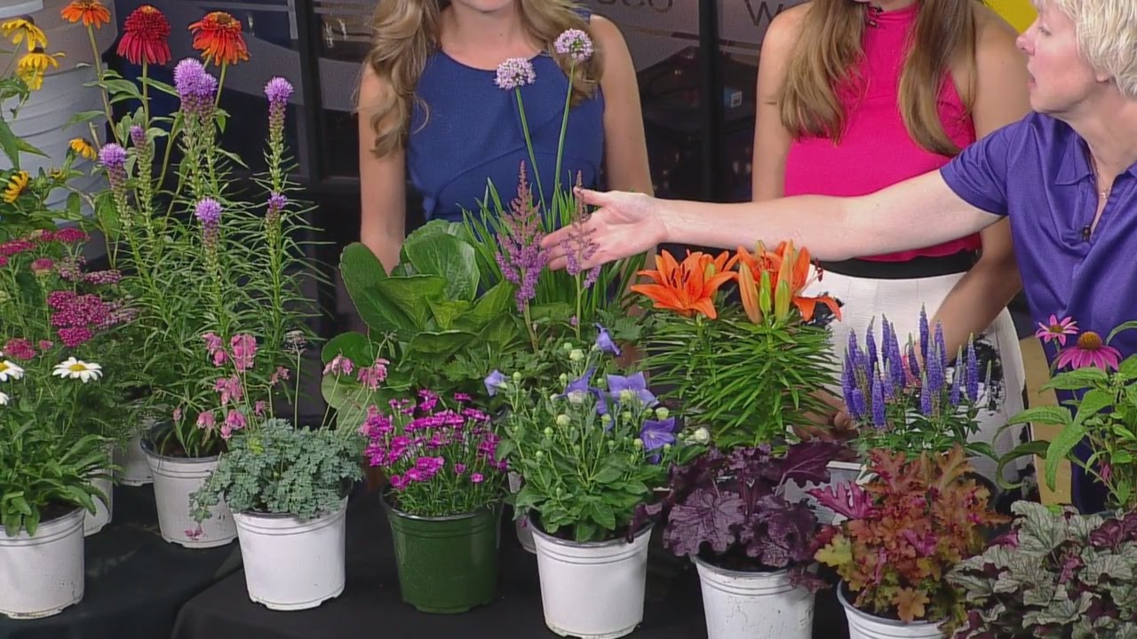 Maximize Your Garden Color With Perennials
