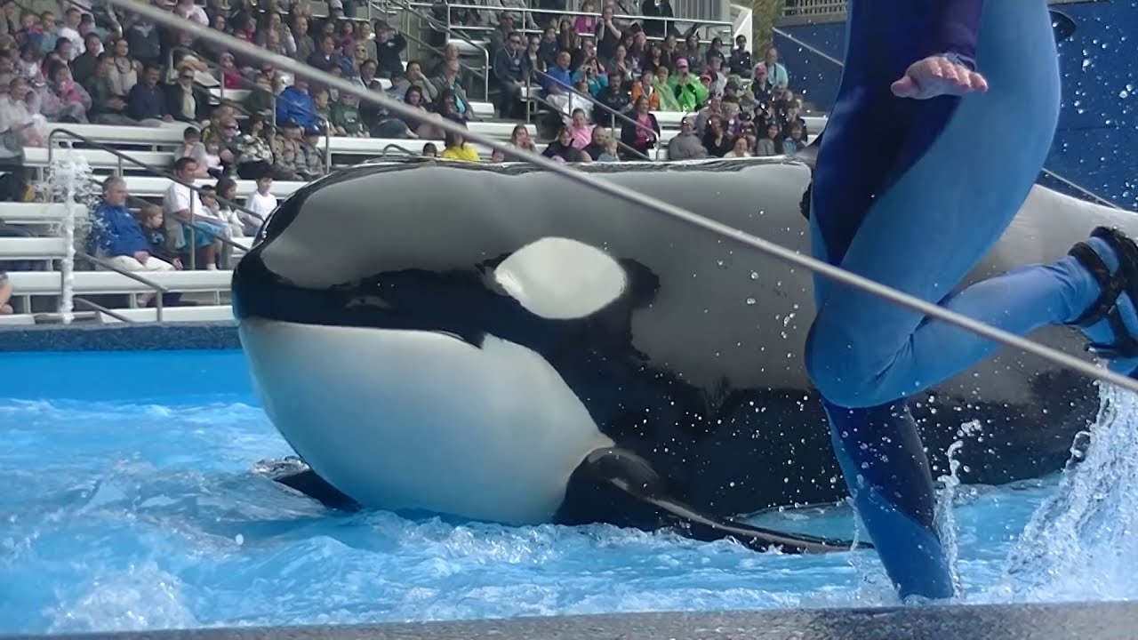 One Ocean with Tilikum (Full Show/Full HD) January 15, 2015 - SeaWorld Orlando