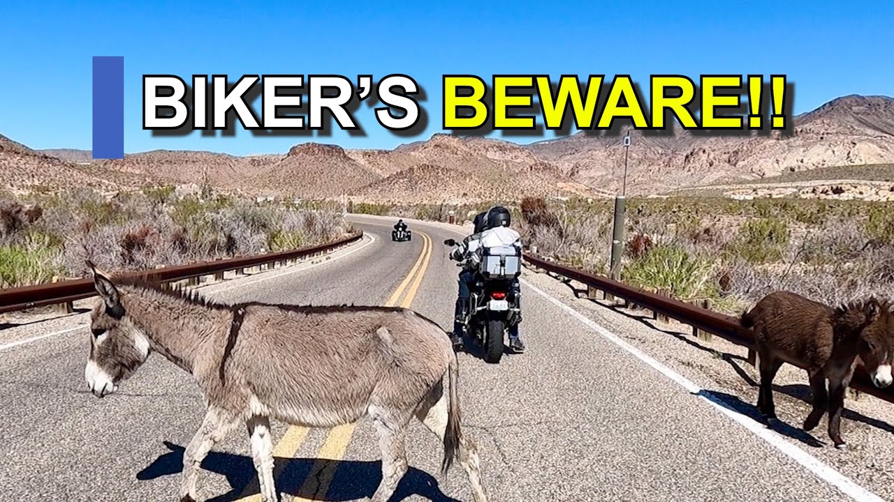 Camping Beware of the Animals !! - MOTORCYCLE Ride