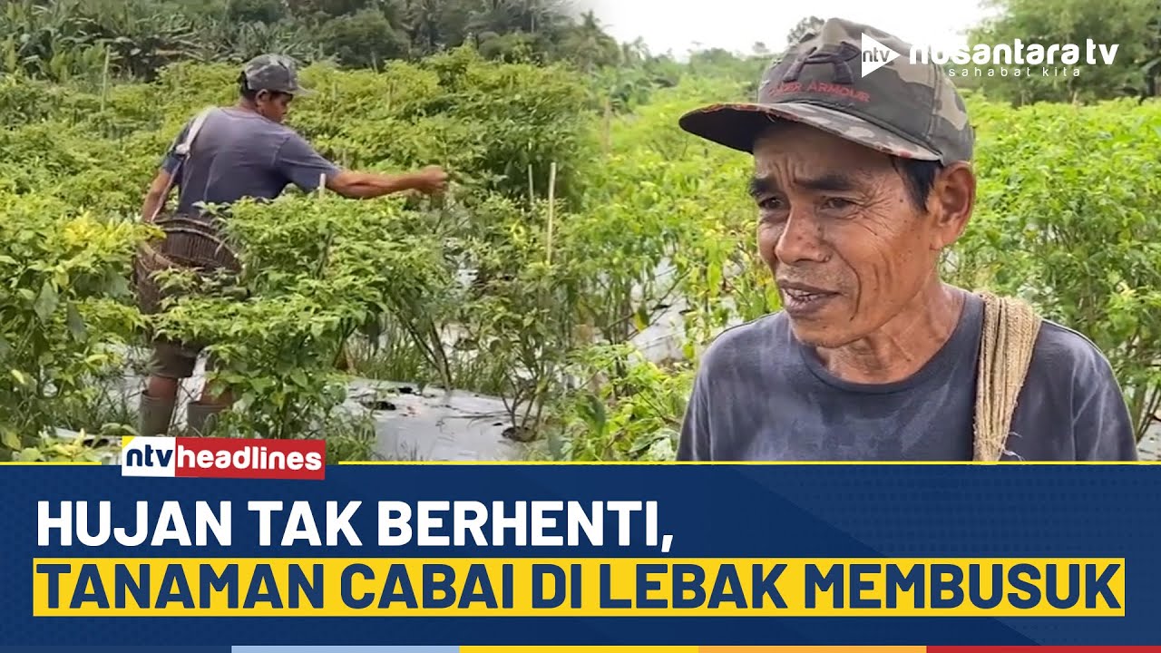 Cuaca Ekstrem Terjang Lebak, Petani Cabai Merugi Akibat Gagal Panen | NTV HEADLINES