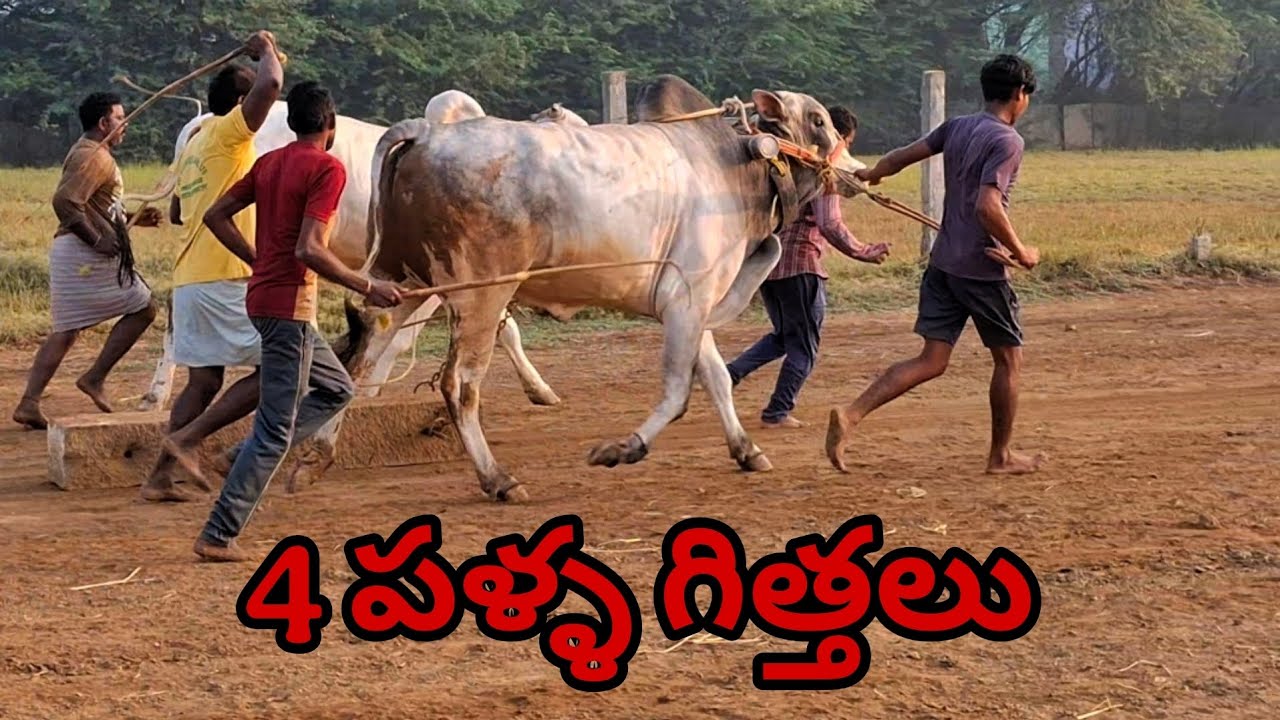 గుత్తి ఉసేని, కానాల, నంద్యాల జిల్లా (4 పళ్ళ గిత్తలు)@DGHBULLSkanala 